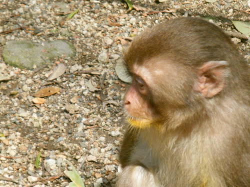 サルのお化粧の正体は (7).JPG