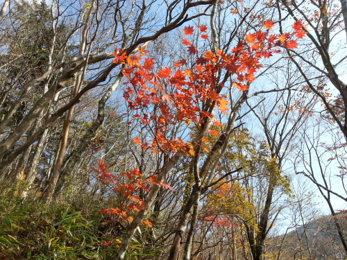 大台ブナと楓.jpg