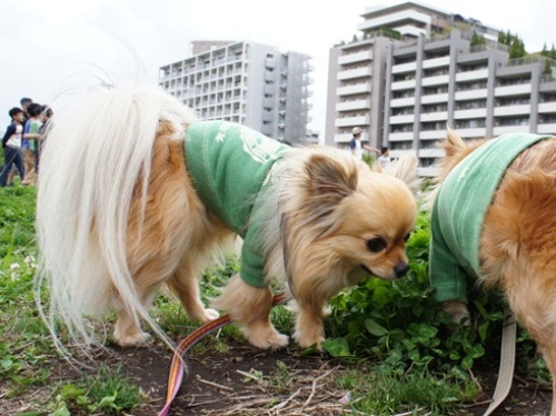 yomotsuku20120430-3.JPG