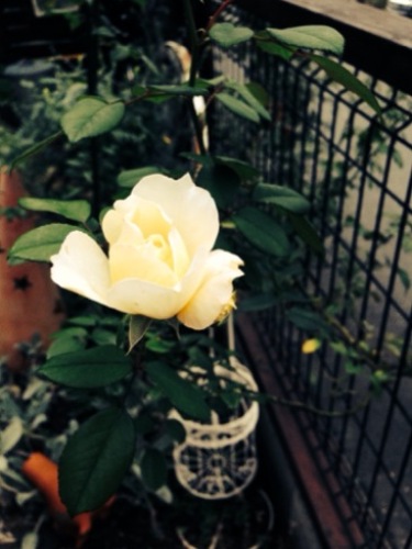 201310221728_5669_iphone.jpg
