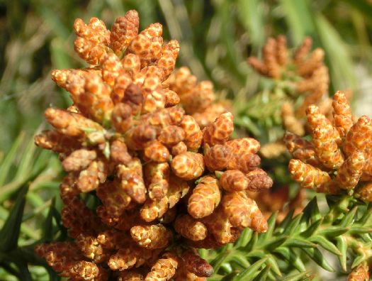 スギ花粉症の素は杉の木の雄花 やっぱり山と花が好き 楽天ブログ