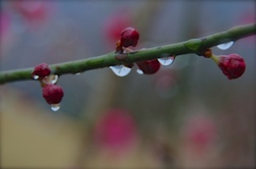 雨の梅.jpg