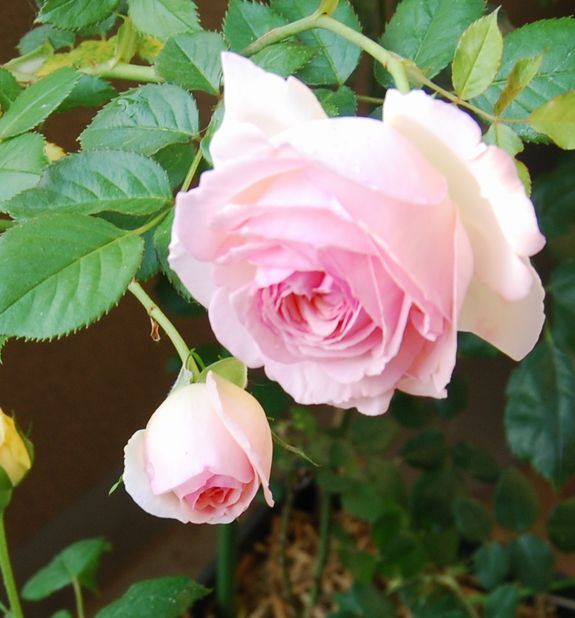 セントセシリア の記事一覧 ベランダで薔薇を 楽天ブログ
