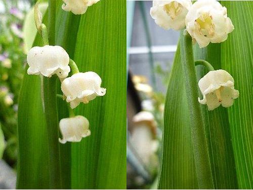 スズラン ほっと一息 楽天ブログ スズラン ほっと一息 楽天ブログ