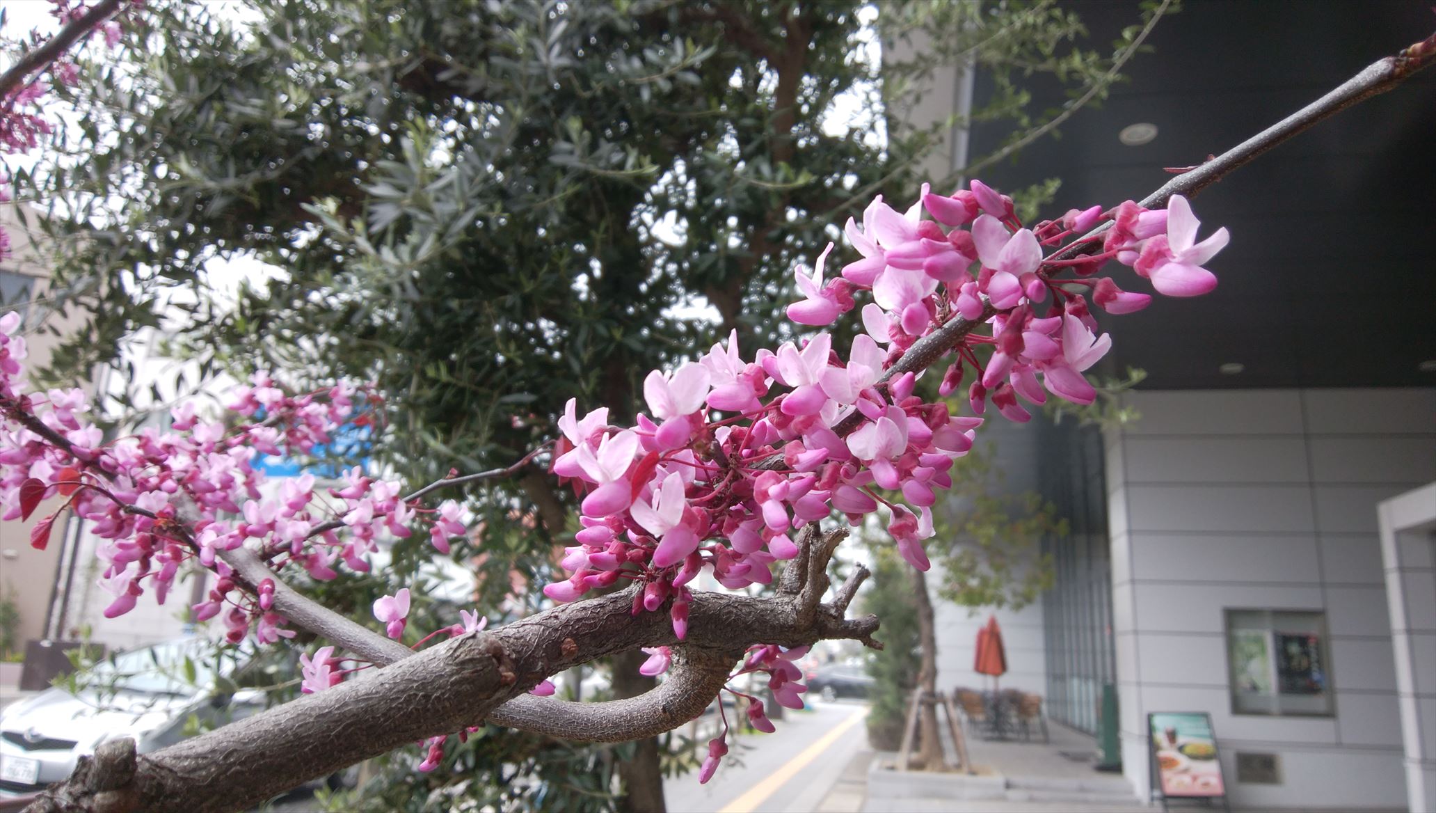 キレイな花が咲く樹木 ひっそりとした時間 楽天ブログ