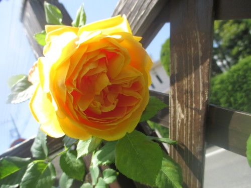 IMG_0937[1]