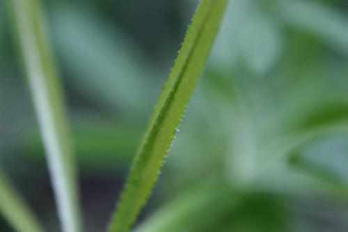 20160504 ヤエムグラ2.jpg