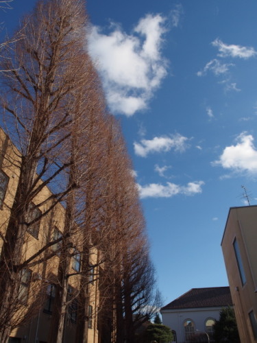 枝だけの並木と冬の青空20140115