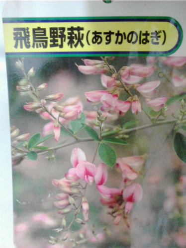 C:\fakepath\K0010260.JPG