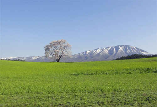 一本桜6.jpg