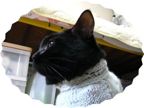 猫のセーター16.jpg