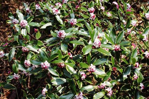 20160227 沈丁花.jpg