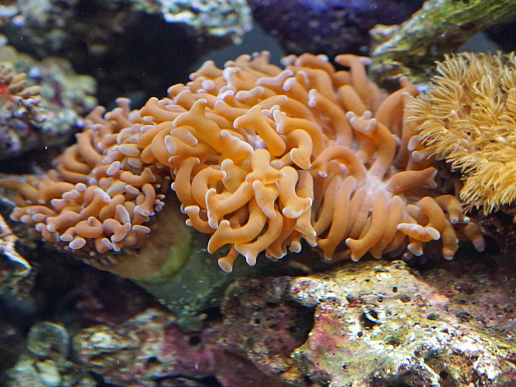 新魚 続々 来訪 湘南水族館 犬バカの魚好き 楽天ブログ