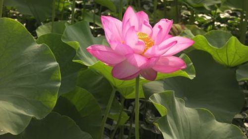 @SANY0833.jpg