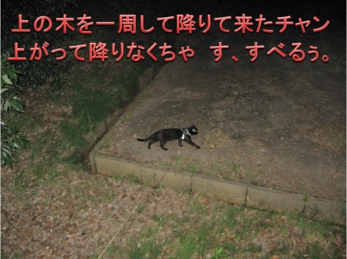チャン29.jpg