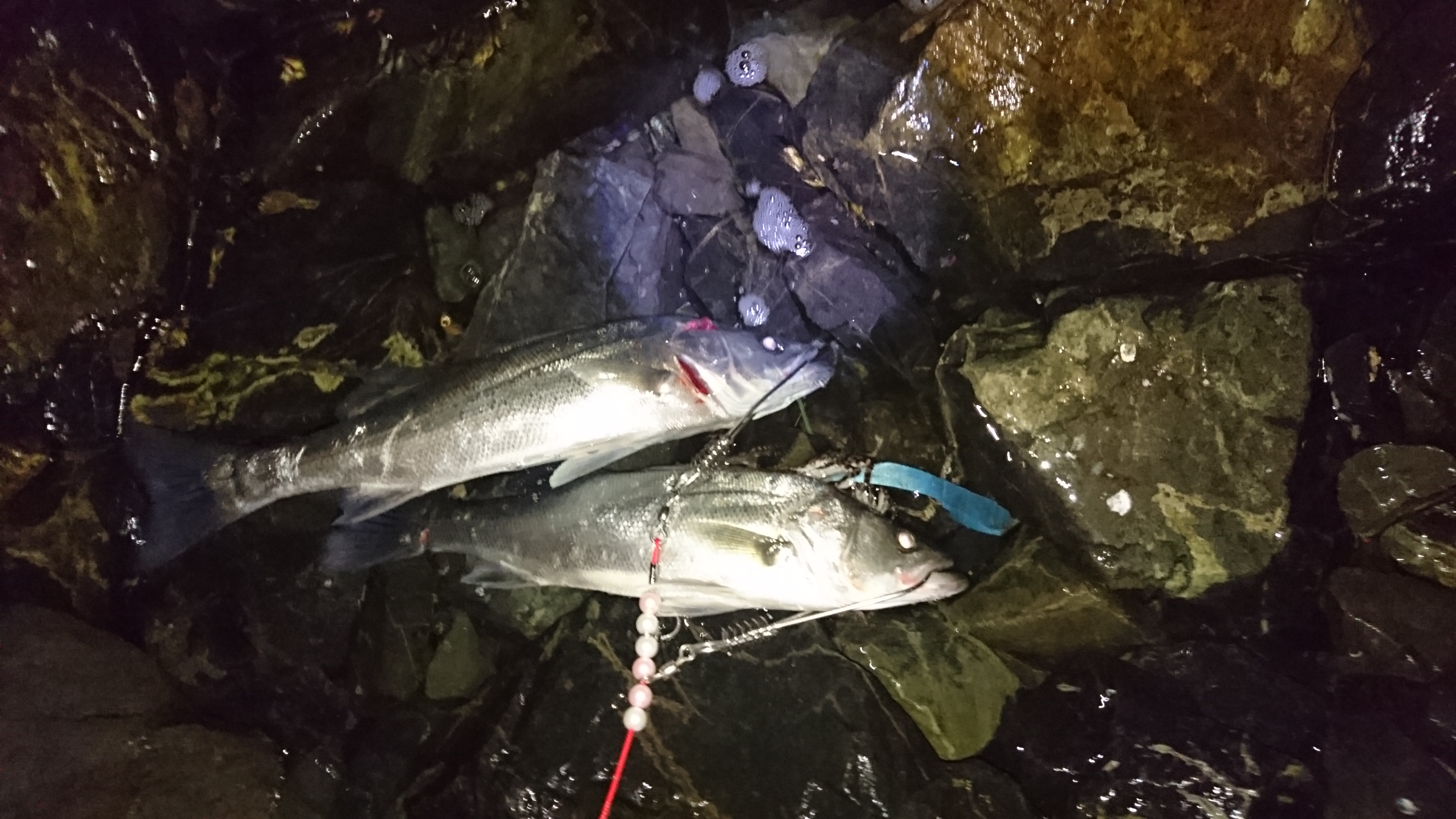 2年ぶりのシーバス 釣りとかガサガサとか色々 北九州 楽天ブログ