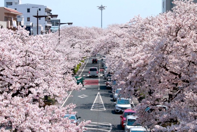 新 緑仙の日々是好日 18 桜紀行16 今年の日立駅前のさくら祭り 新 緑仙の日々是好日 楽天ブログ