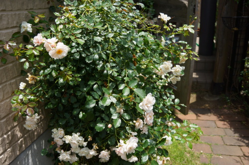 DSC02898.JPG