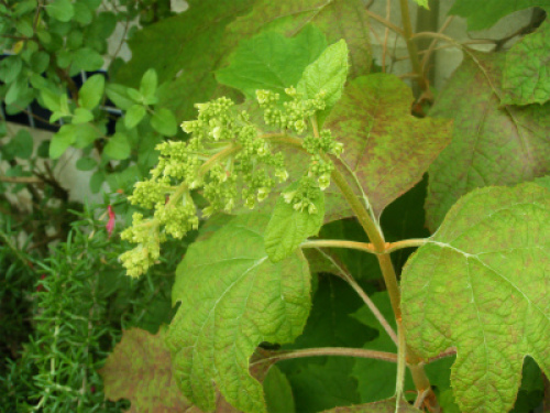 DSCF8239.jpg