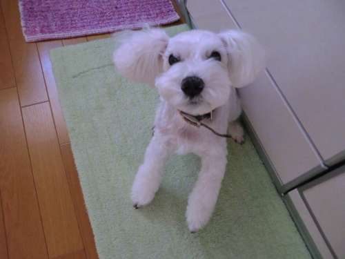 CIMG8293 - コピー.JPG