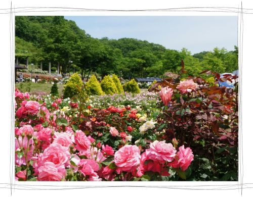 花フェスタ記念公園　岐阜　可児　バラ