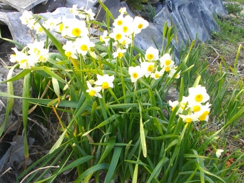 高塚山お花畑 (12) (500x375).jpg