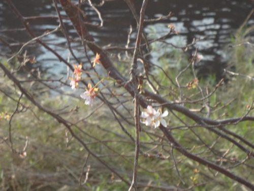 10月桜.JPG