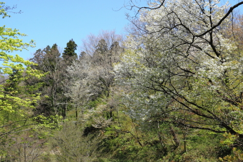 里山の春　2014.04.24