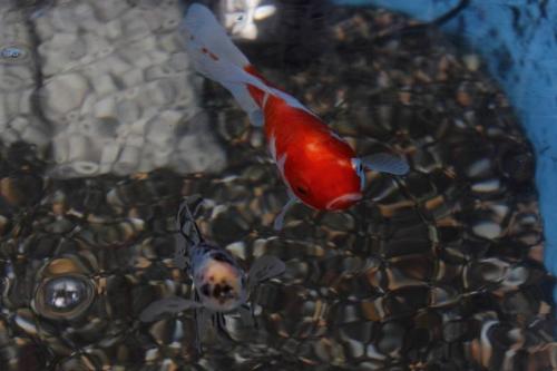 20161106 桜朱文金&ブリストル朱文金.jpg