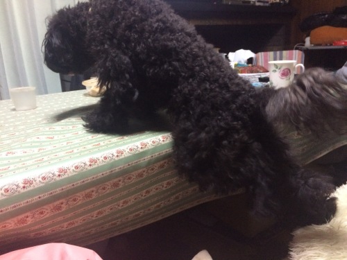 IMG_0756 - コピー.JPG