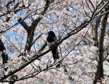 桜／小鳥さん.jpg