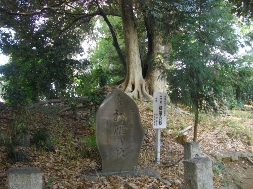 川越城三芳野神社初雁の杉 (500x375).jpg