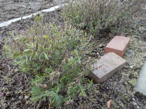 DSCN0203 (640x480).jpg