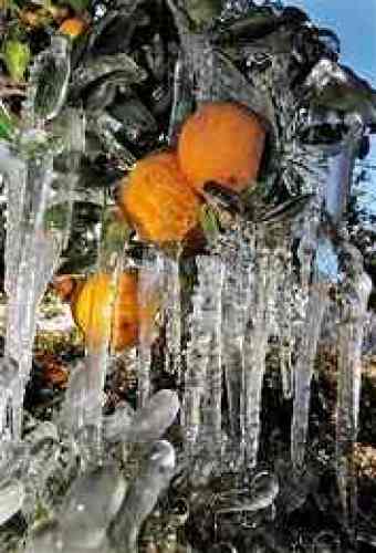 frozen florida oranges