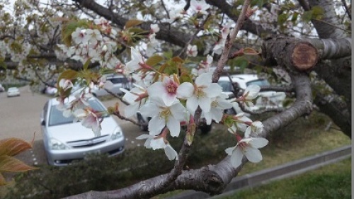 C:\fakepath\09-140413_1201　開校式-満開の駐車場の桜.jpg