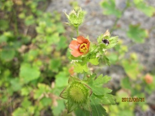 IMG_2417オレンジ色の花2.jpg