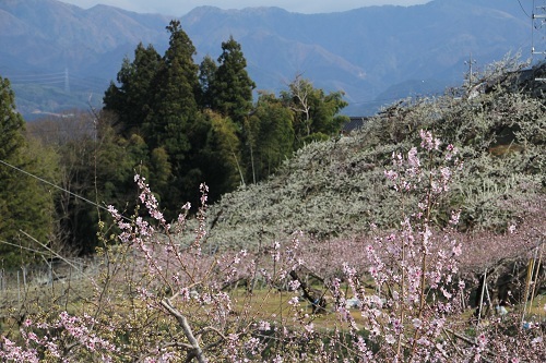 果樹の花も咲きだした.jpg