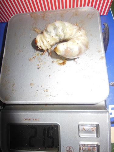 hB4cδ-21-21 (1).JPG