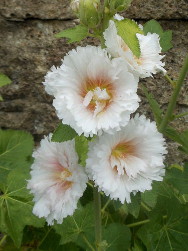 201705芙蓉3.jpg