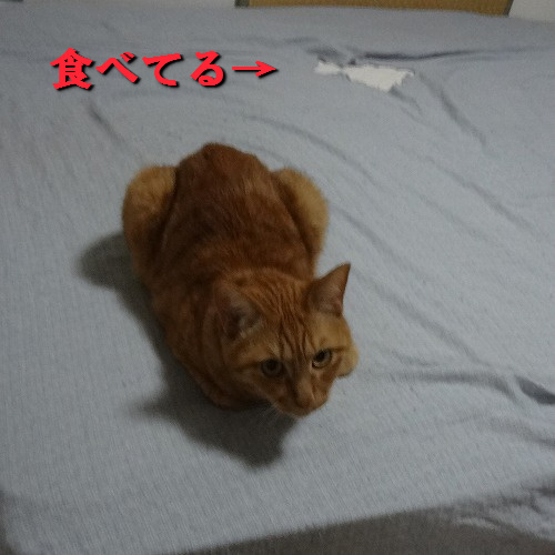 食べてる‥‥.jpg