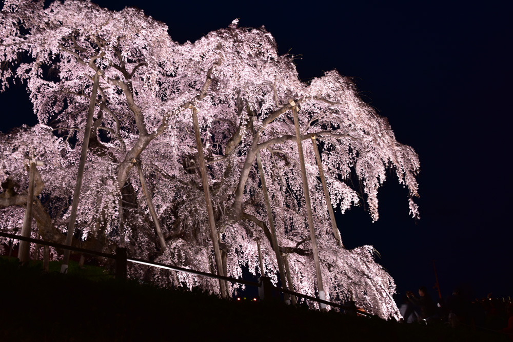 三春の滝桜ライトアップと朝の滝桜 ニーハオのあれこれ 楽天ブログ