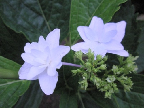 墨田の花火