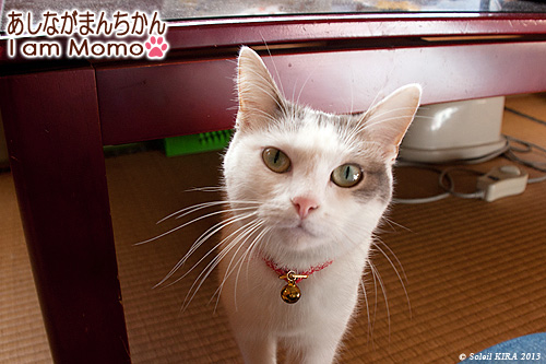 猫,マンチカン