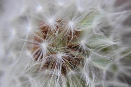 20160326 白タンポポ.jpg