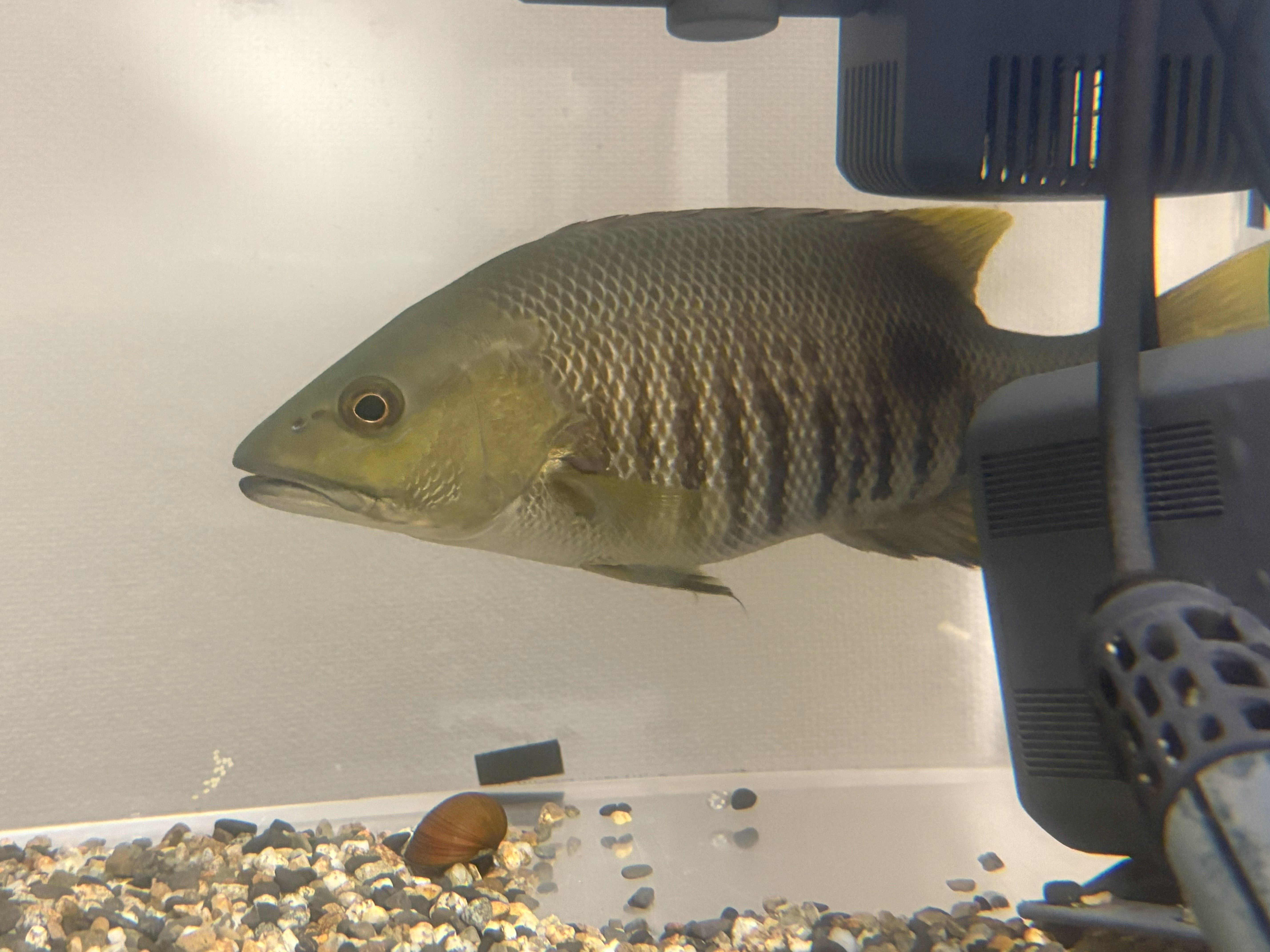 スポットテールバス 古代魚 トレードなど大歓迎