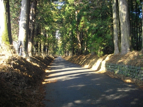 日光街道大沢宿杉並木 (2) (500x375).jpg