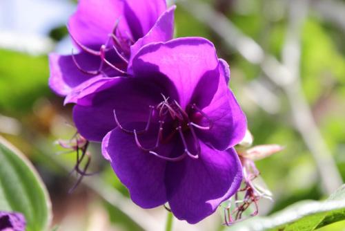 20170115 シコンノボタン 9.jpg