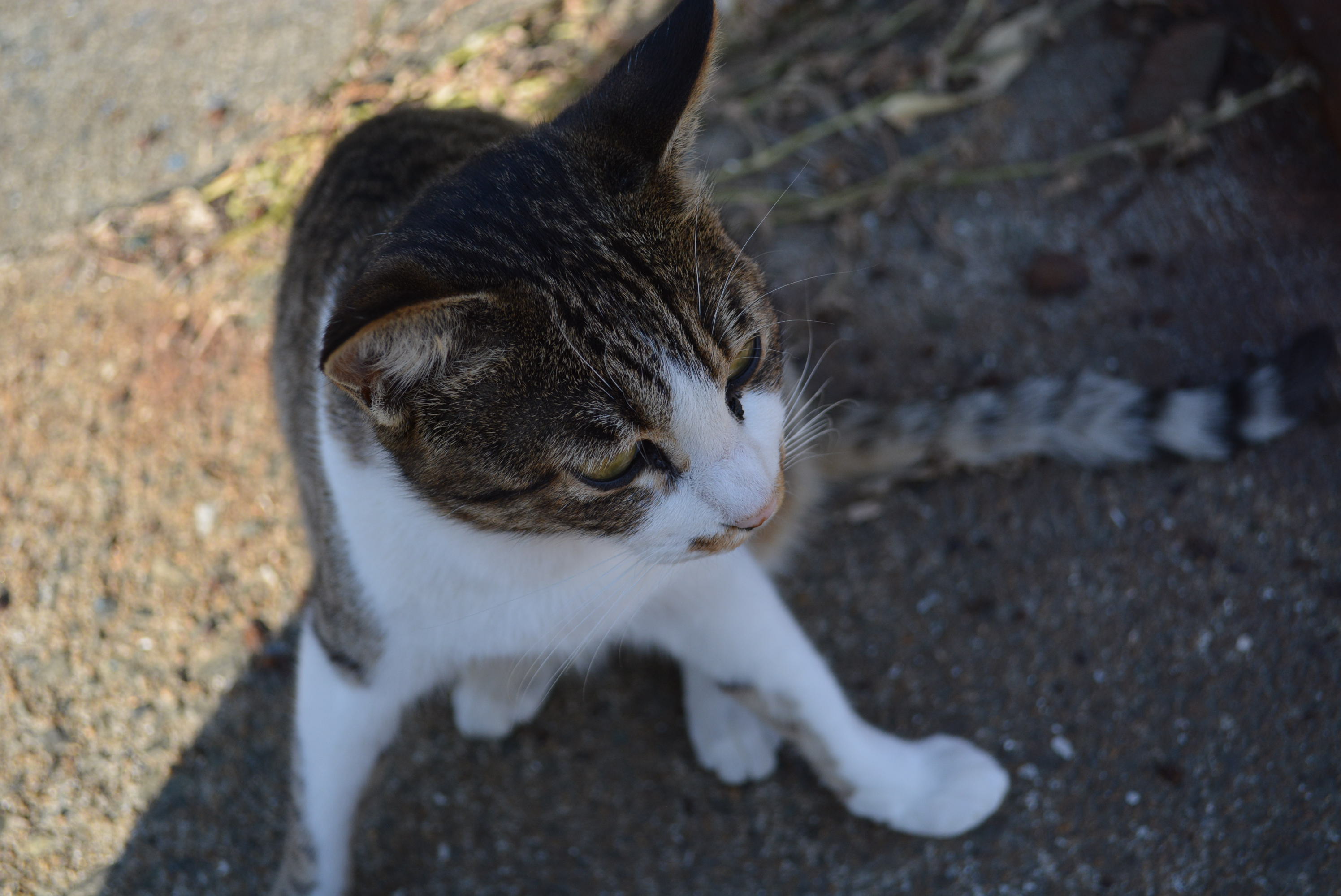 １２月５日の駐車場の猫 白猫 キジ白 サビ アメンボの日記 楽天ブログ