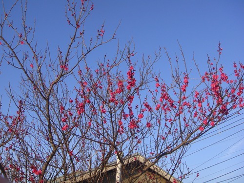 DSC07687_R.JPG