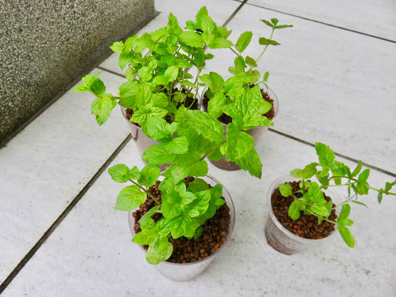 ペパーミントをハイドロカルチャー化 人が好き ちちおにん 楽天ブログ